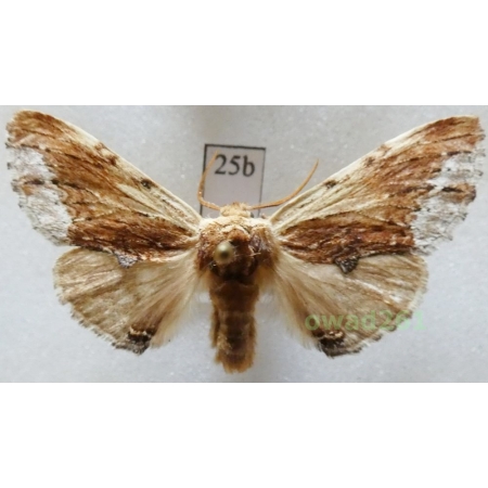 Ptilodon cucullina (Denis & Schiffermüller, 1775) Czech25bn